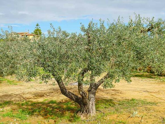 Educational Tour: Visita Oleificio e fasi della Molitura