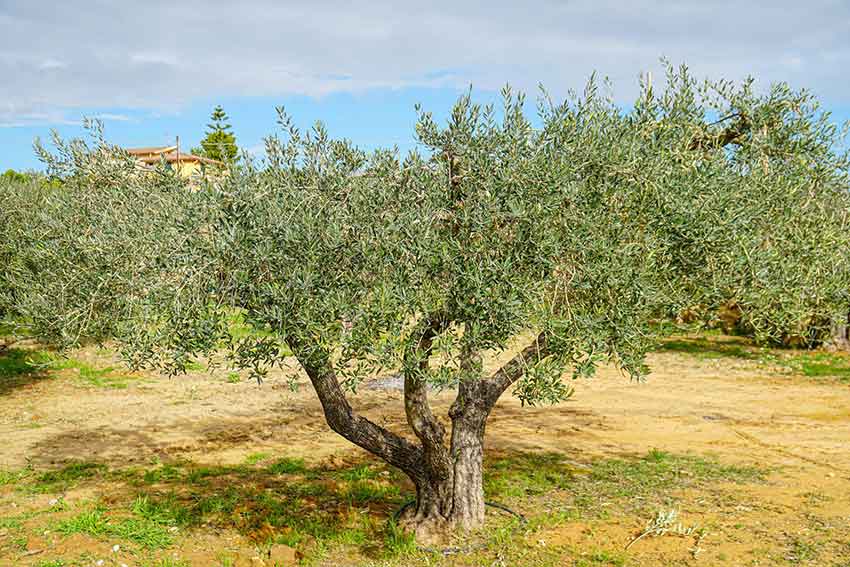 Educational Tour: Visita Oleificio e fasi della Molitura