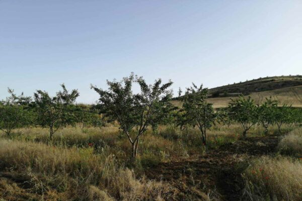 Mastrobuono Etrea Iride