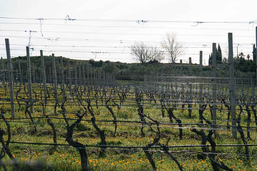 Educational Tour: Alla Scoperta del Vino Siciliano