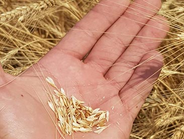 grano frumento