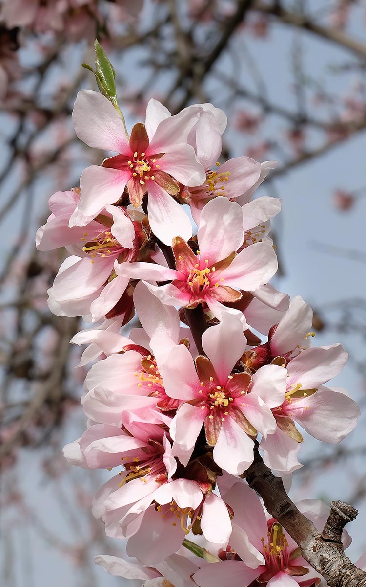 mandorlo in fiore